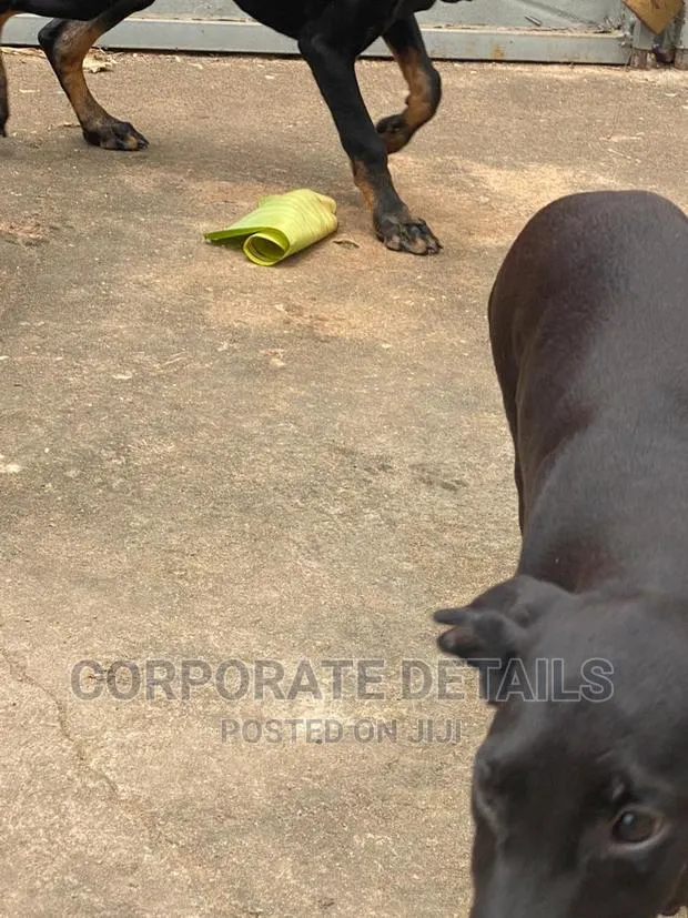 1-3 months Male Purebred Doberman Pinscher · Photo 1