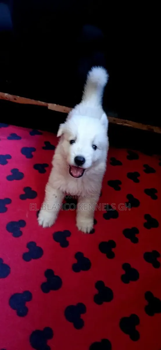 1-3 months Female Purebred White Shepherd · Photo 1