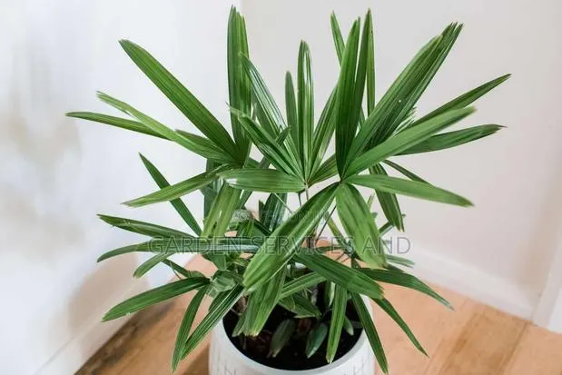 The Lady Palm · Photo 1
