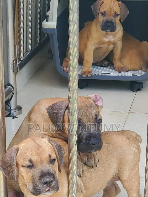 1-3 months Male Purebred Boerboel · Photo 1