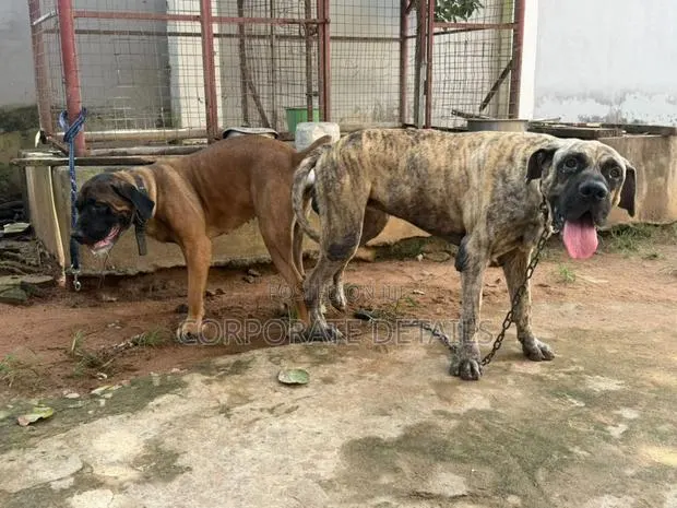 1+ year Male Purebred Boerboel · Photo 1