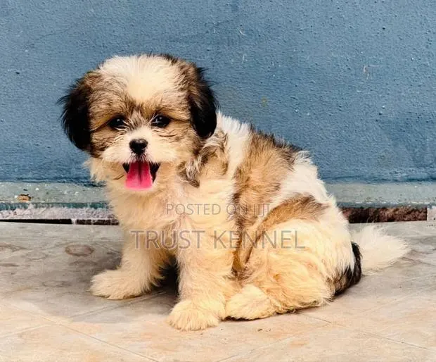 1-3 months Male Purebred Poodle · Photo 1