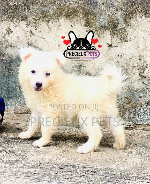 1-3 months Female Purebred American Eskimo · Photo 1
