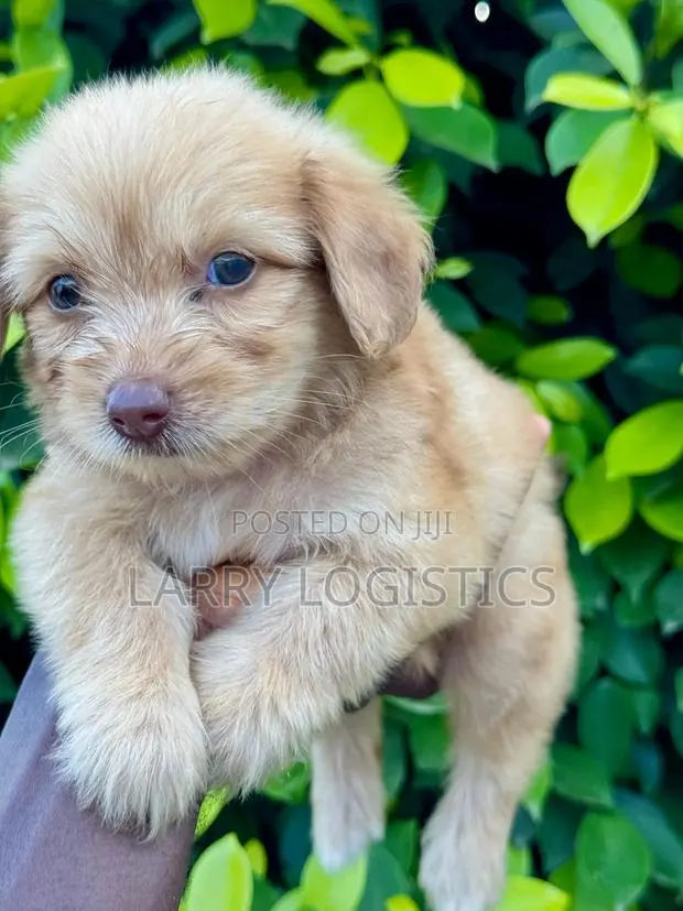 1-3 months Female Purebred Poodle · Photo 1