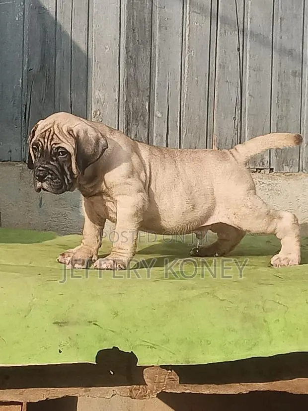 1-3 months Male Purebred Bullmastiff · Photo 1