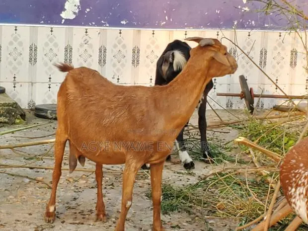 Pregnant Matured Sokoto Red Goats · Photo 1