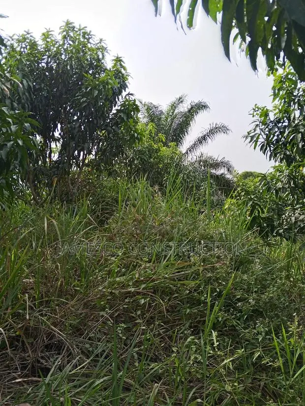 Mango and Coconut Farms for Sale · Photo 1