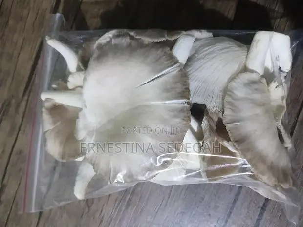 Oyster Mushroom · Photo 1