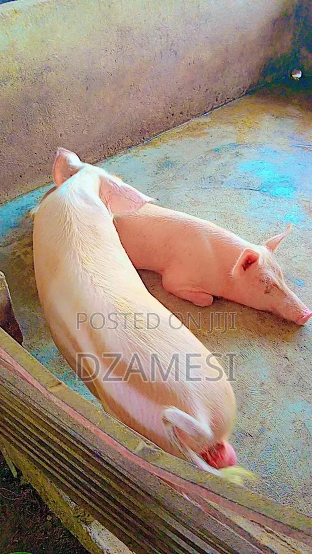 Piggery Farm · Photo 1