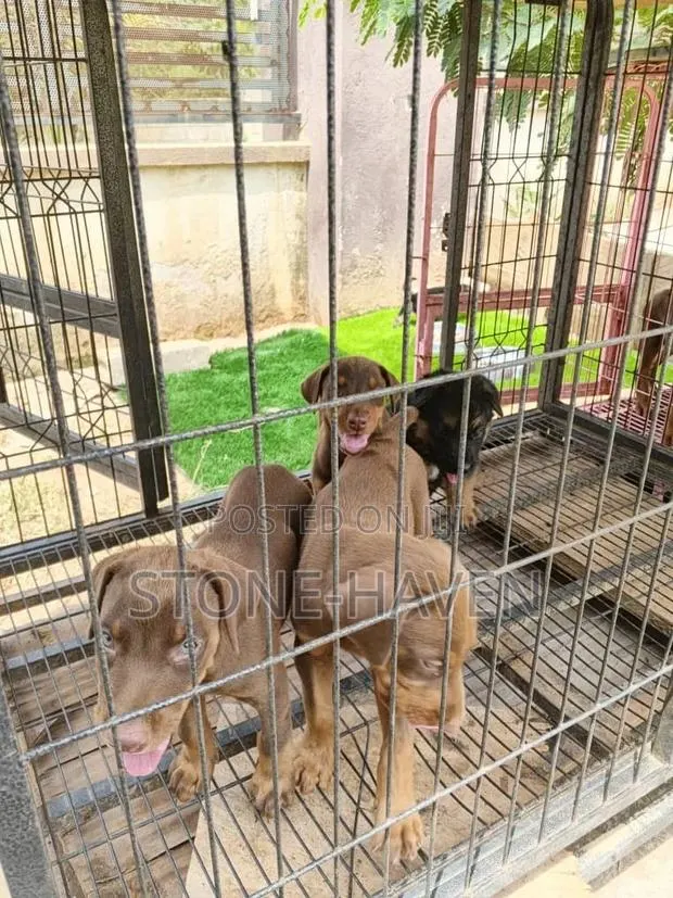 1-3 months Female Purebred Doberman Pinscher · Photo 1