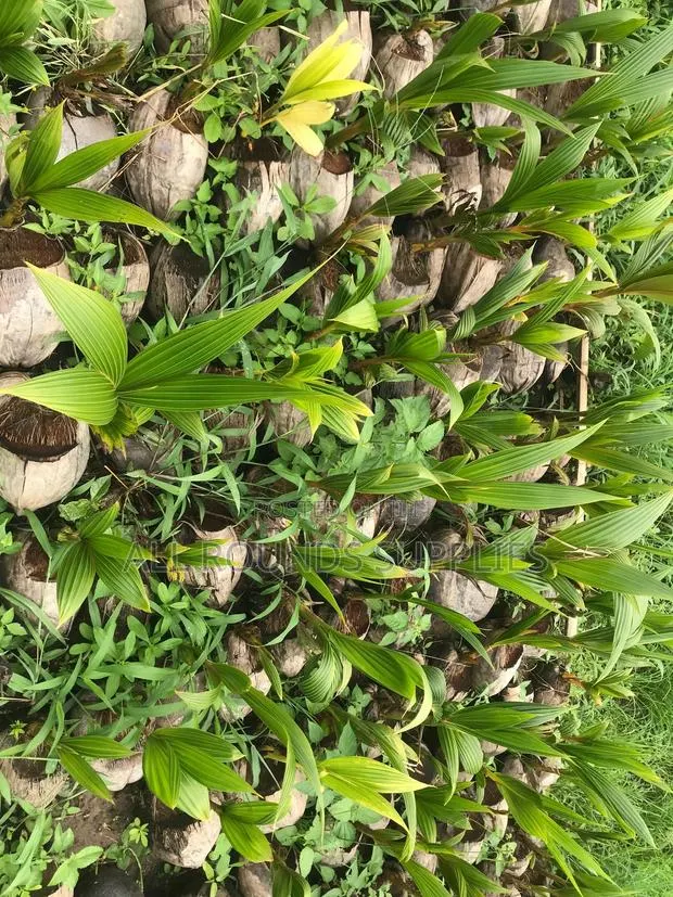 Hybrid Coconut Seedlings · Photo 1