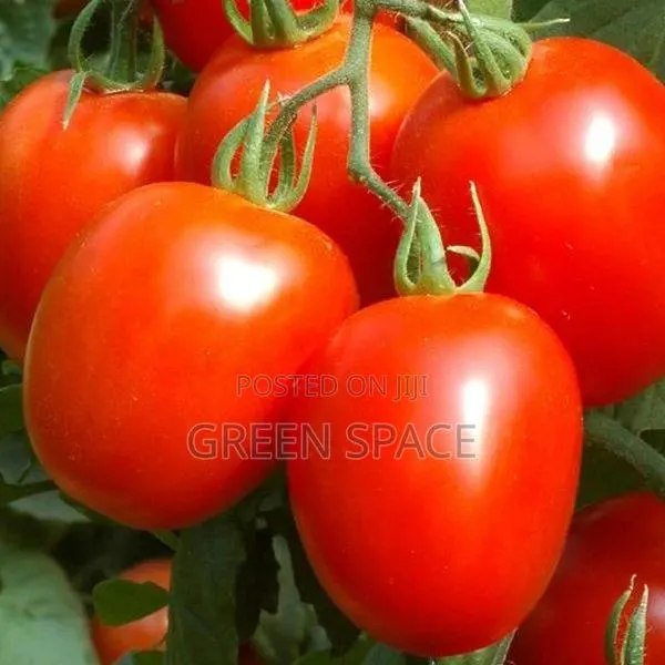 Tomato Seeds · Photo 1