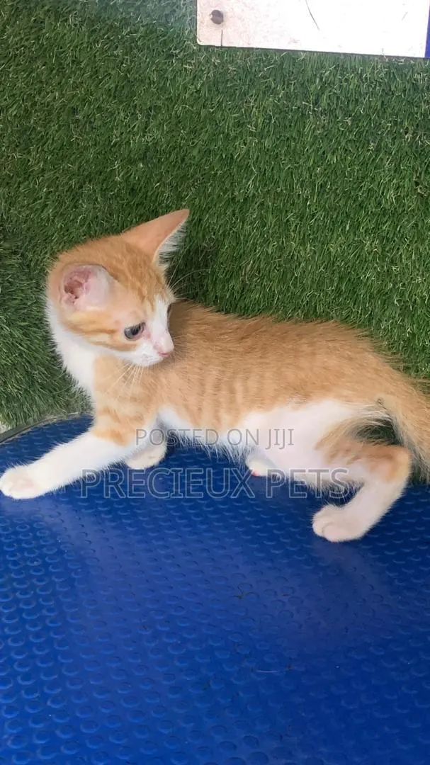 1-3 months Male Purebred Turkish Angora · Photo 1