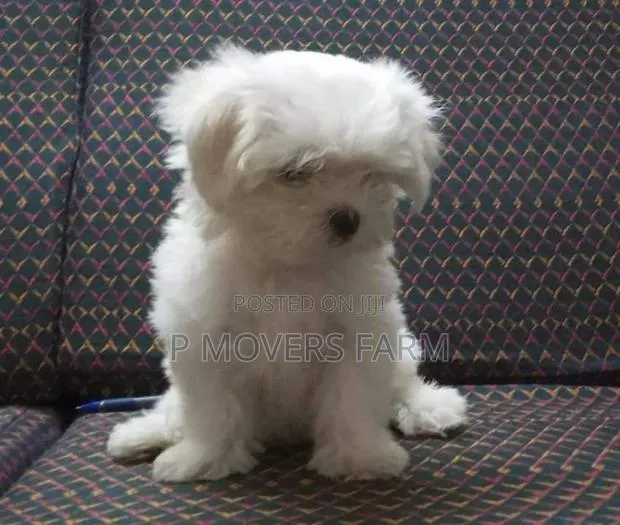 1-3 months Male Purebred Poodle · Photo 1