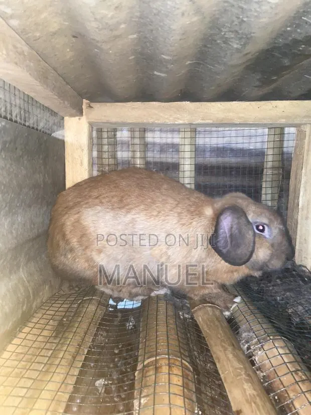 Rabbits for Sale · Photo 1