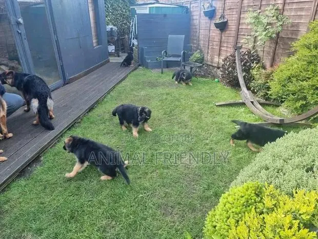 1-3 months Female Purebred German Shepherd · Photo 1
