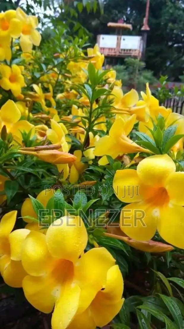 Alumenda Flowers · Photo 1
