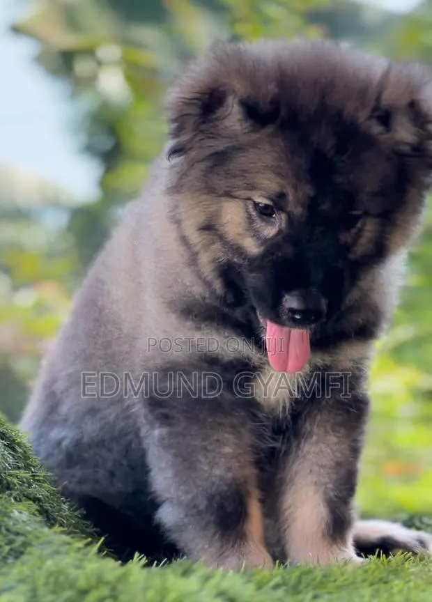1-3 months Male Purebred Caucasian Shepherd