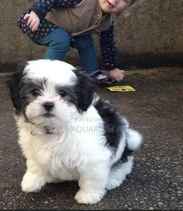 1-3 months Male Purebred Maltese · Photo 1