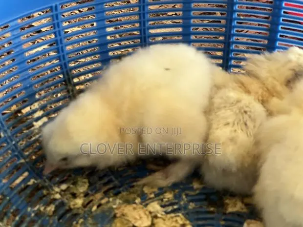 Pure Breed Dayold Brahma Chicks · Photo 1