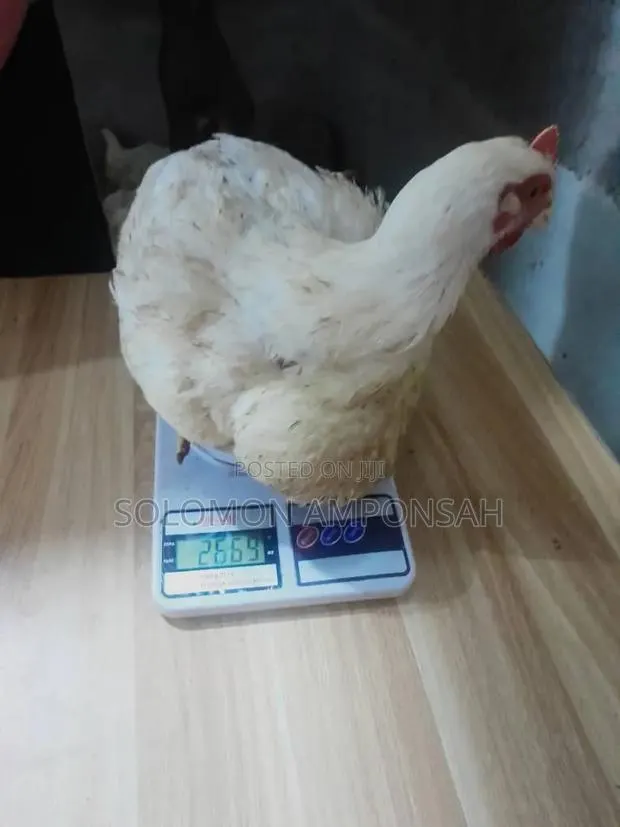 Broilers for Sale · Photo 1