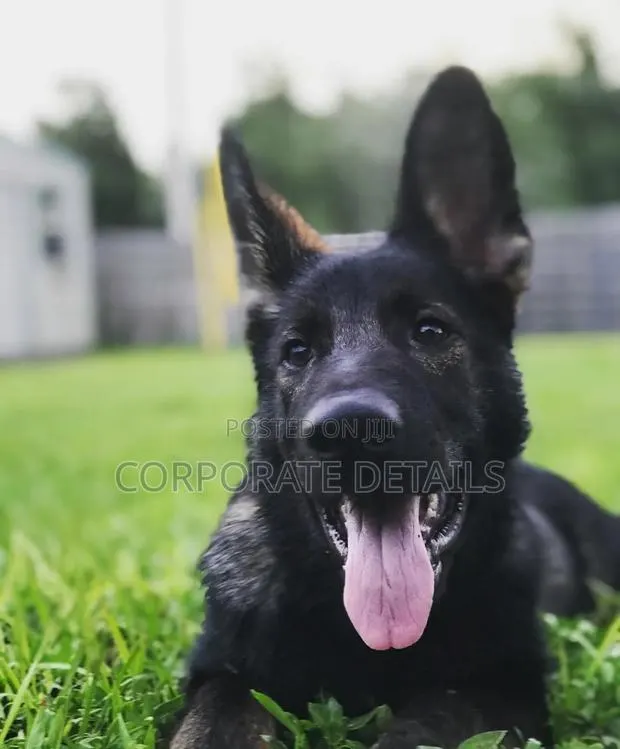 6-12 months Male Purebred German Shepherd · Photo 1