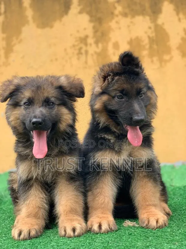 1-3 months Male Purebred German Shepherd · Photo 1