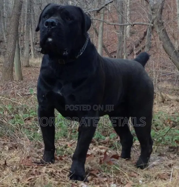 6-12 months Male Purebred Boerboel · Photo 1