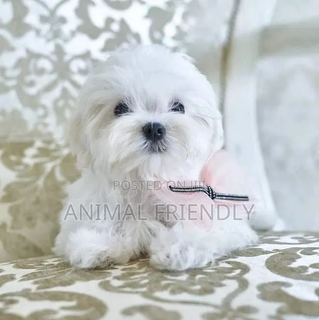 1-3 months Female Purebred Poodle · Photo 1