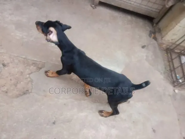 1-3 months Male Purebred Doberman Pinscher · Photo 1