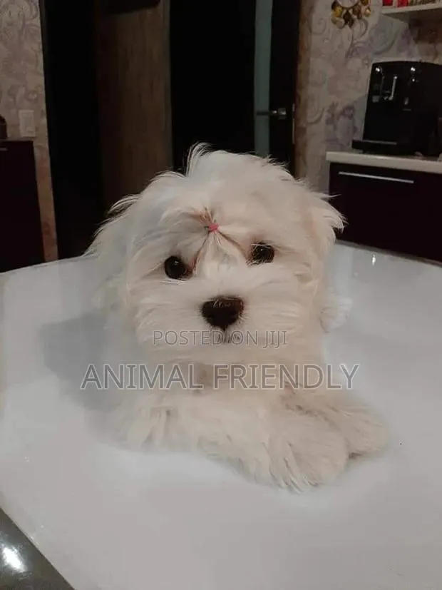 1-3 months Male Purebred Maltese · Photo 1