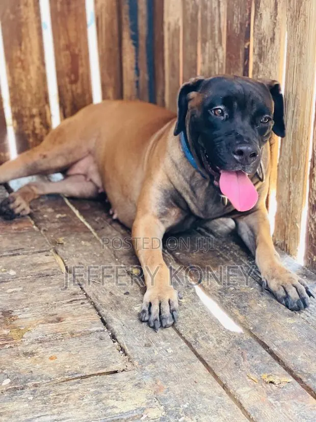 6-12 months Female Purebred Boerboel · Photo 1