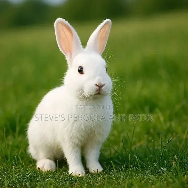 Rabbit Farm · Photo 1