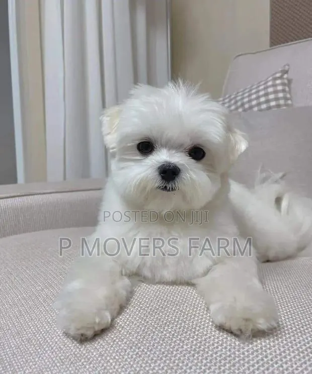 1-3 months Male Purebred Poodle · Photo 1