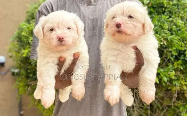 1-3 months Female Purebred Poodle · Photo 1