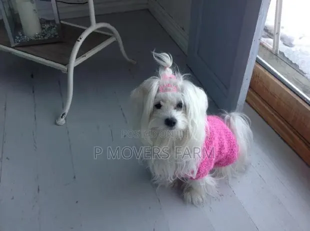 1-3 months Female Purebred Maltese · Photo 1