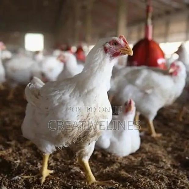 Poultry Chicken · Photo 3