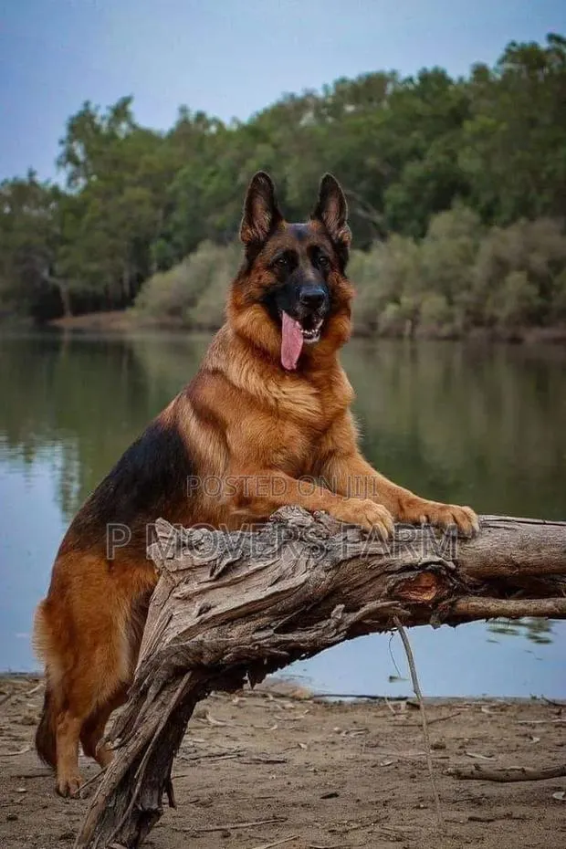 1-3 months Male Purebred German Shepherd · Photo 1