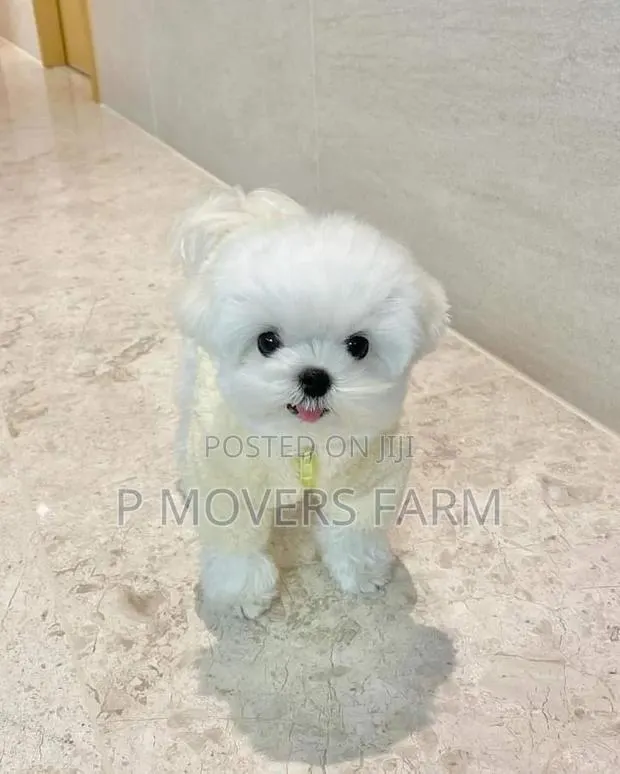 1-3 months Male Purebred Maltese · Photo 1