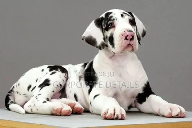 1-3 months Male Purebred Great Dane · Photo 1