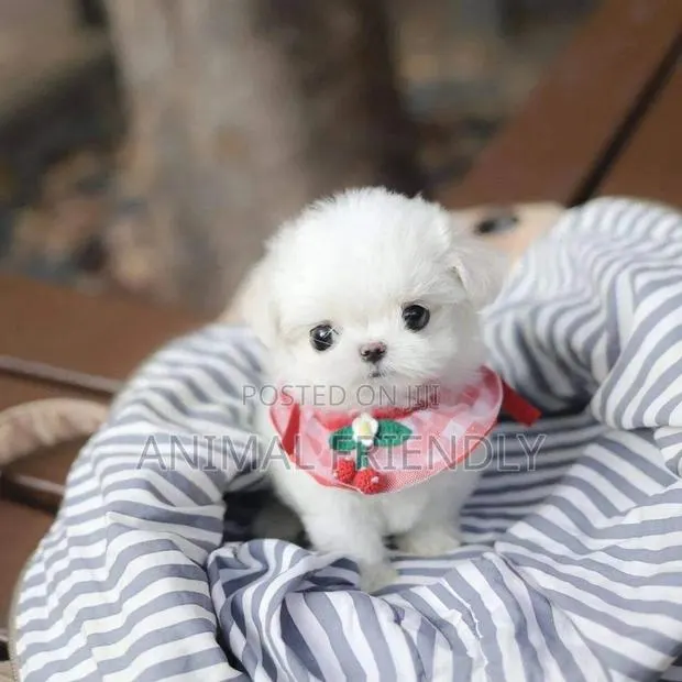 1-3 months Female Purebred Poodle · Photo 1