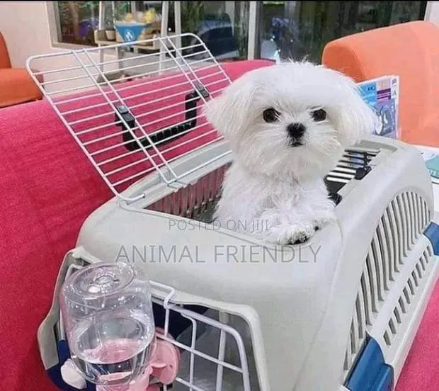 1-3 months Male Purebred Maltese · Photo 1