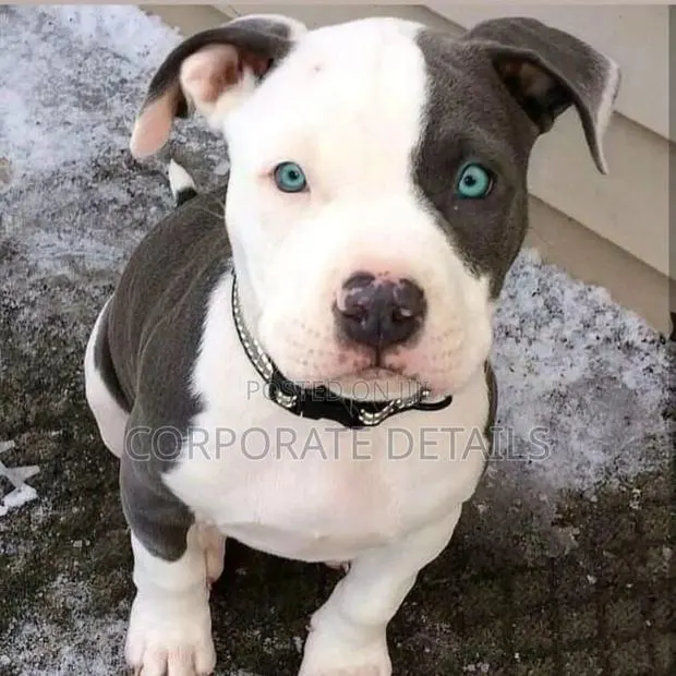 1-3 months Male Purebred American Pit Bull Terrier · Photo 1