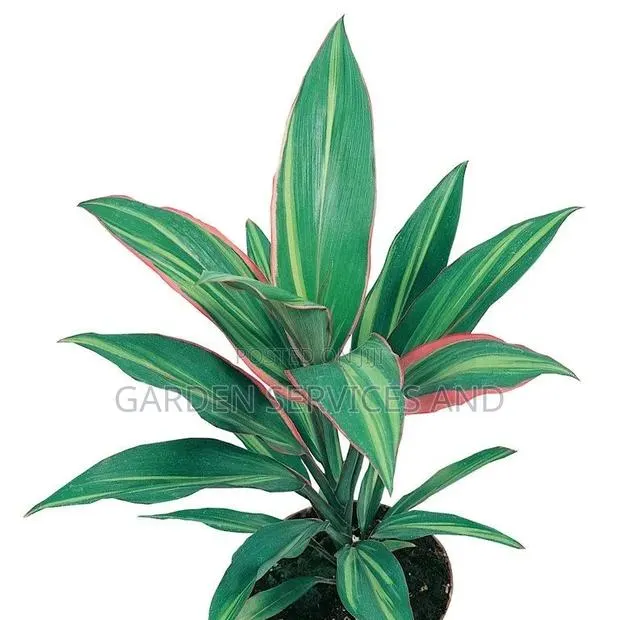 Cordyline for Sale · Photo 1