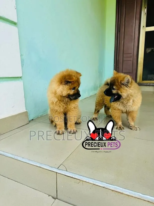 1-3 months Male Purebred Chow Chow · Photo 1