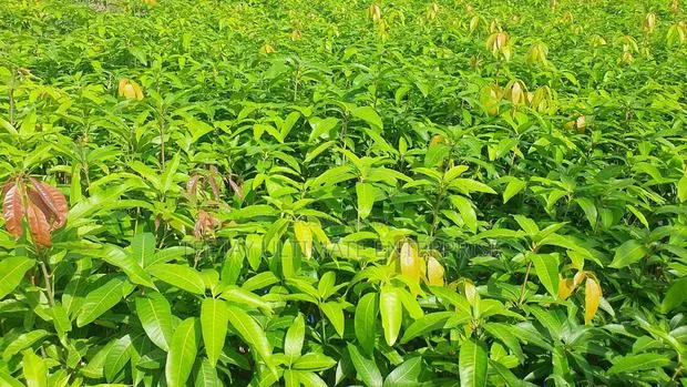 Mango Seedlings · Photo 1