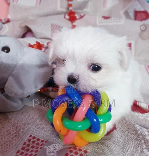 1-3 months Male Purebred Maltese · Photo 1