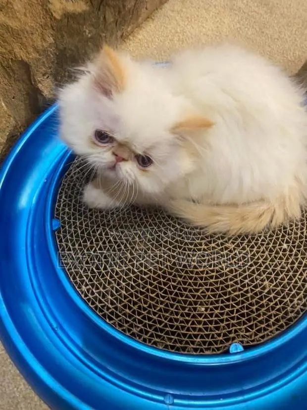 1-3 months Male Purebred Persian · Photo 1