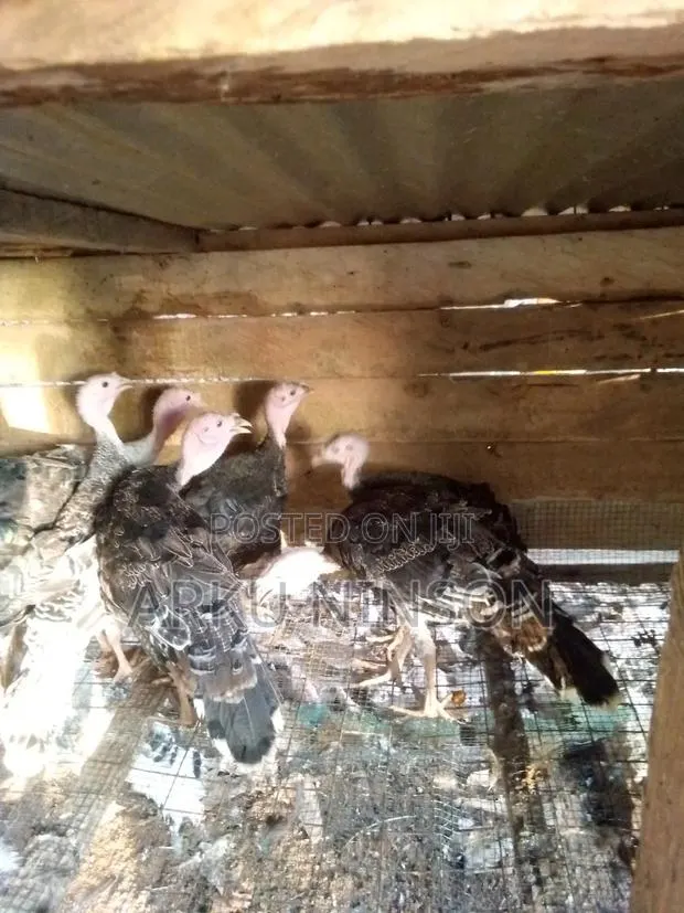 12 Weeks Hybrid Turkey for Sale · Photo 1