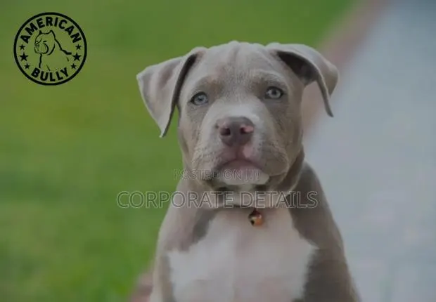 1-3 months Male Purebred American Pit Bull Terrier · Photo 1